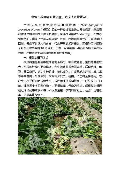 警惕：根肿病如此猖獗，防控技术需要学！
