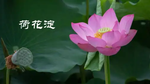 统编版高中语文选择性必修中册8.1《荷花淀》课件(共34张PPT).ppt