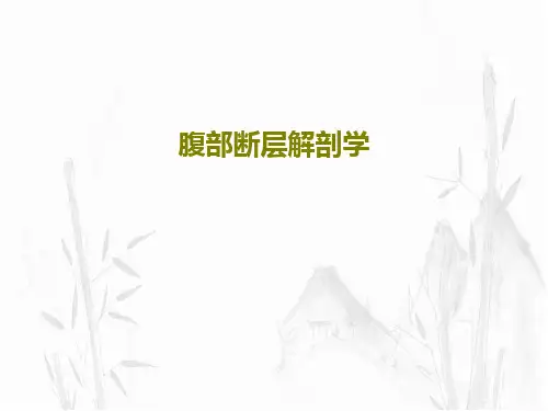 腹部断层解剖学39页PPT