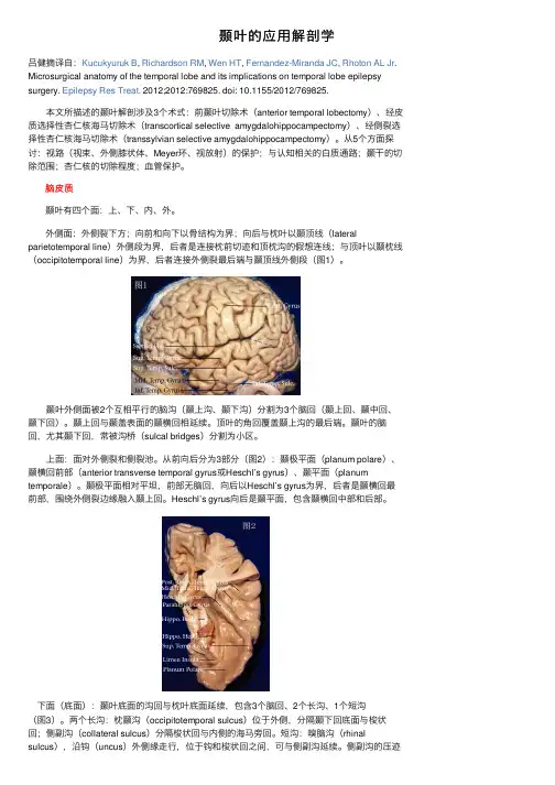 颞叶的应用解剖学