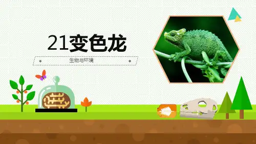科学-六年级上册-变色龙