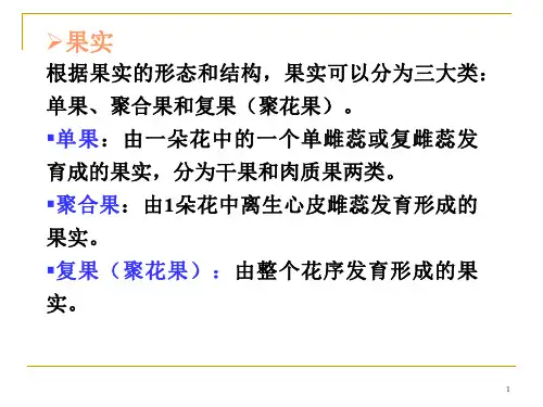 果实的类型PPT课件