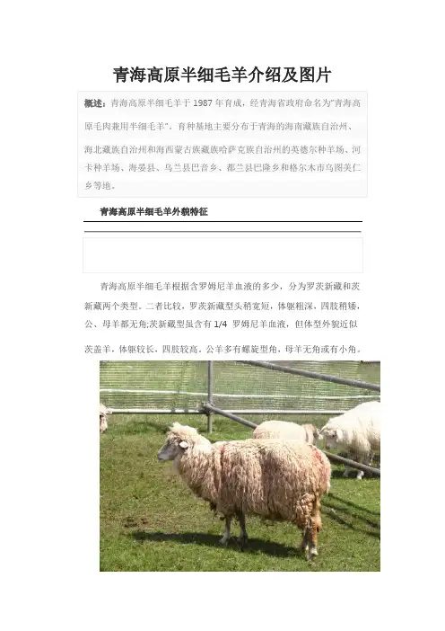 青海高原半细毛羊介绍及图片