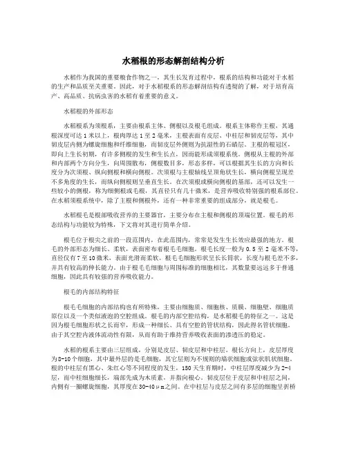 水稻根的形态解剖结构分析