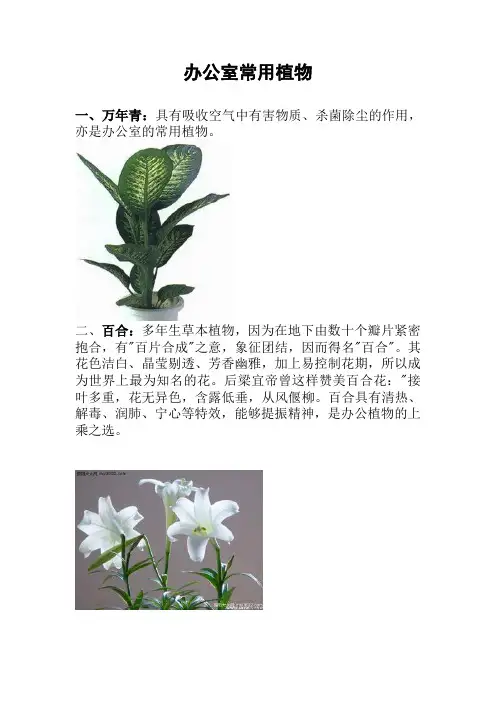 办公室常用植物