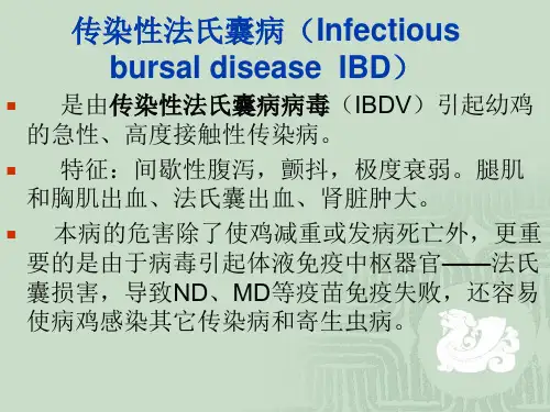 传染性法氏囊病简述