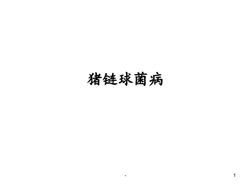 猪链球菌病ppt课件
