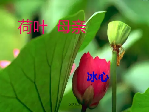 《荷叶母亲》公开课课件(教学内容)