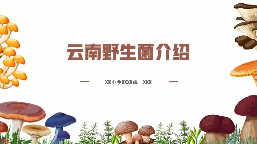 云南野生菌介绍(详细)