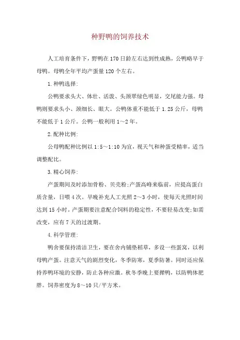 种野鸭的饲养技术