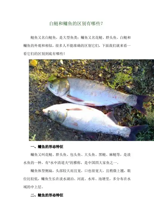 白鲢和鳙鱼的区别有哪些？