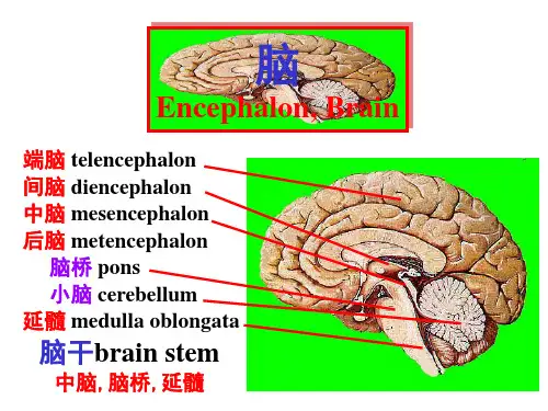 脑干内部结构：脑神经、非脑神经核团