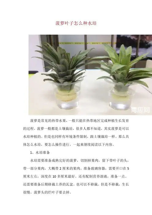 菠萝叶子怎么种水培