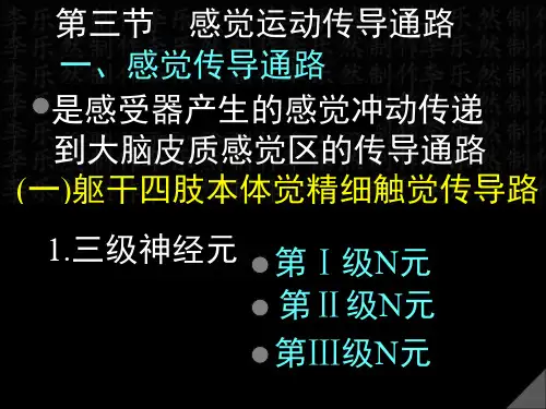 感觉运动传导通路课件