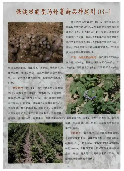 保健功能型马铃薯新品种陇引03—1