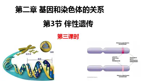 伴性遗传ppt课件