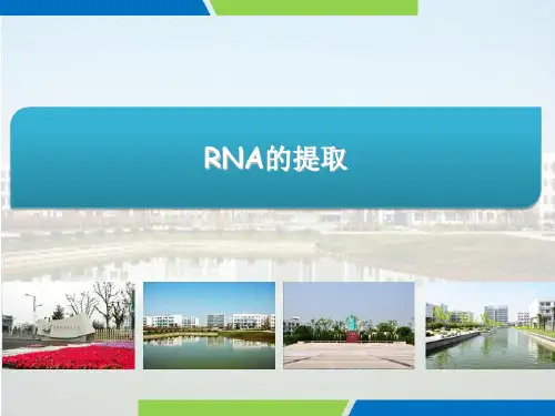 三、RNA的提取