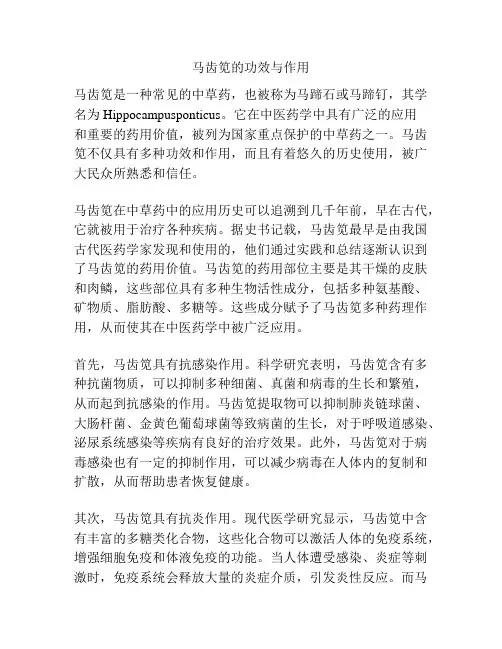 马齿笕的功效与作用