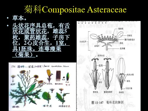药用植物学课件菊科天南星科百合科兰科