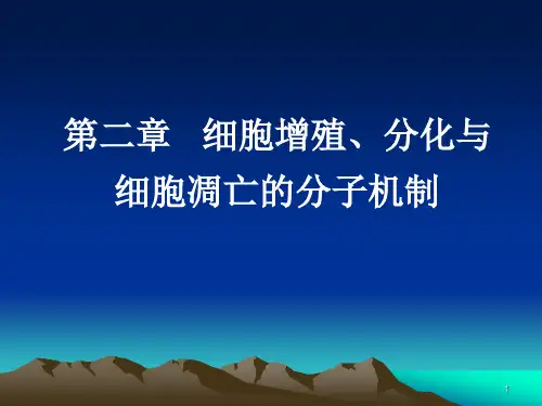 细胞增殖、分化与细胞凋亡的分子机制