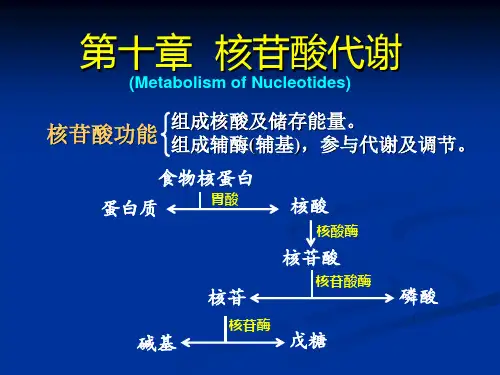生物化学-课件10.第十章-核苷酸代谢