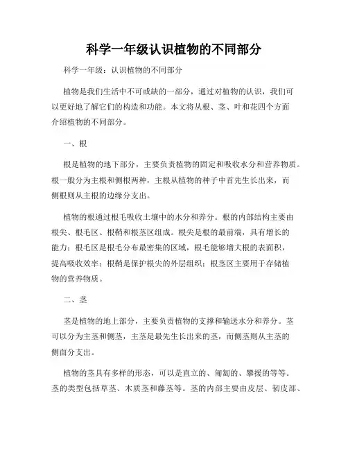 科学一年级认识植物的不同部分