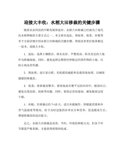 水稻大田移栽