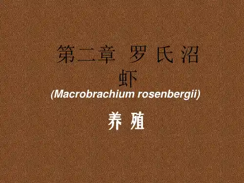 罗氏沼虾ppt课件
