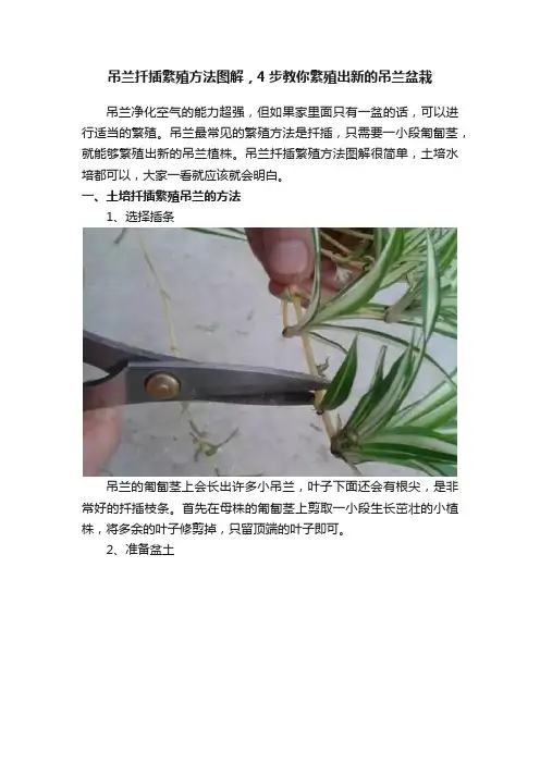 吊兰扦插繁殖方法图解，4步教你繁殖出新的吊兰盆栽