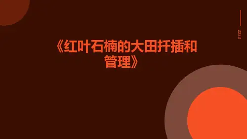 红叶石楠的大田扦插和管理