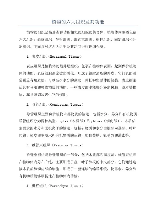 植物的六大组织及其功能
