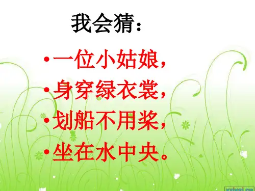 《荷叶圆圆》