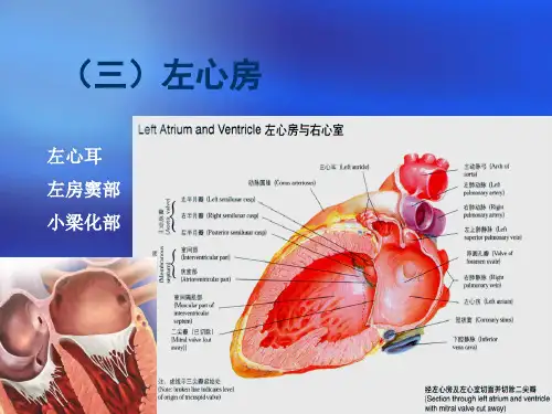 心脏三维解剖分析(左心)