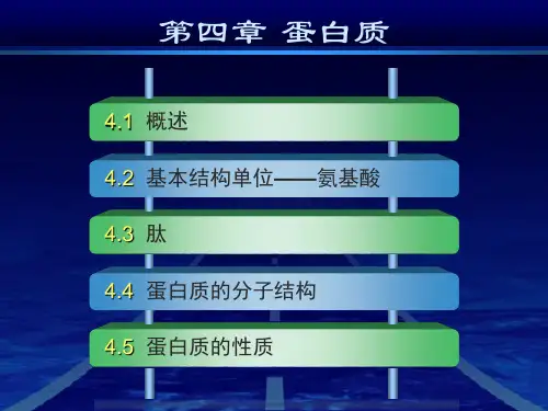 蛋白质