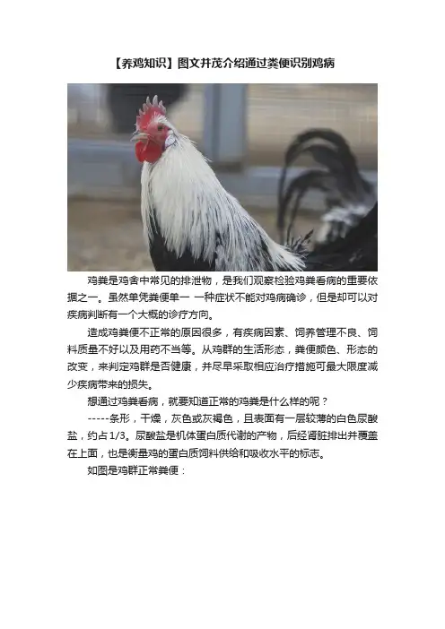 【养鸡知识】图文并茂介绍通过粪便识别鸡病