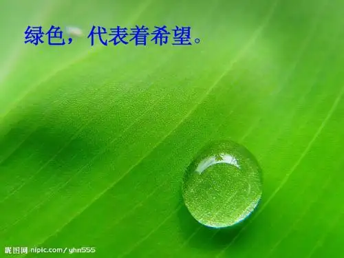 离太阳最近的树 课件