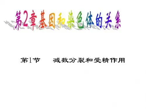 精子的形成过程