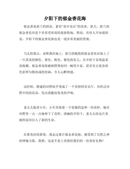 夕阳下的郁金香花海