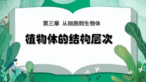 3.3 植物体的结构层次-七年级生物上学期课件(人教版2024)