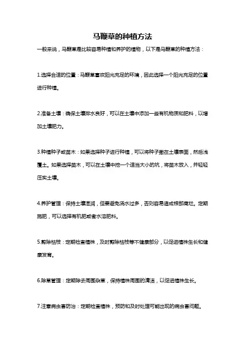 马鞭草的种植方法