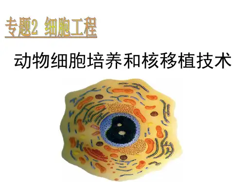人教版教学课件2.2.1动物细胞培养和核移植技术