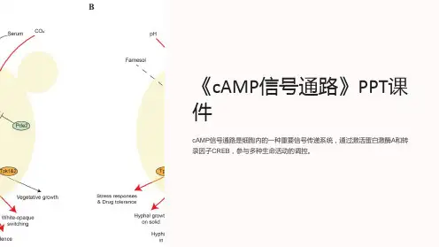 《cAMP信号通路》课件