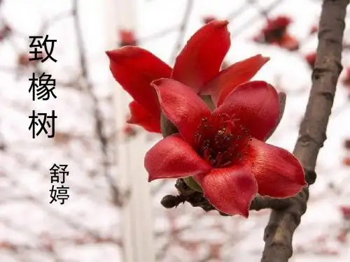 《致橡树》舒婷课件高中语文