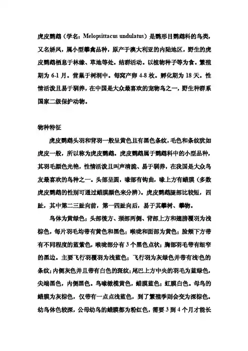 虎皮鹦鹉——精选推荐