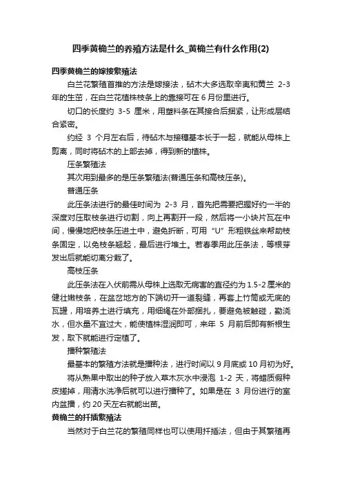 四季黄桷兰的养殖方法是什么_黄桷兰有什么作用（2）
