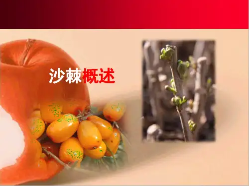 沙棘概述