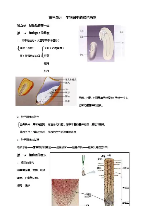 苏教版七年级上册生物复习提纲第三单元