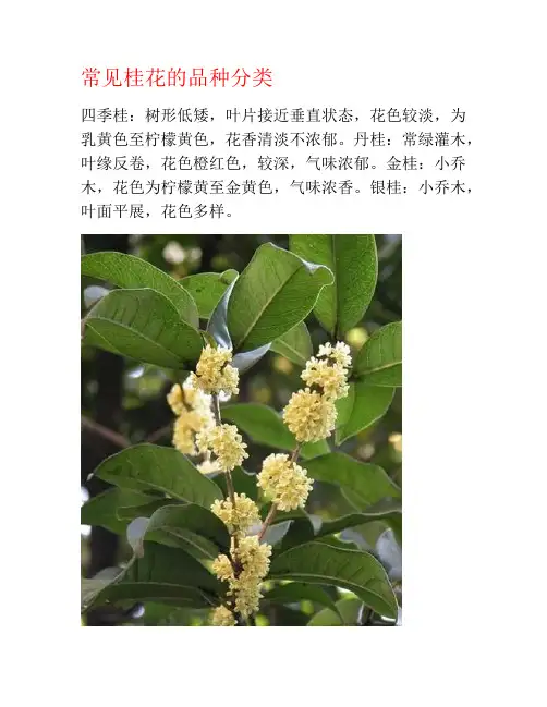 常见桂花的品种分类