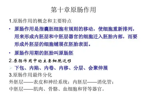 胚轴形成