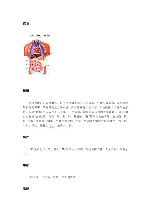 五脏六腑名词解释